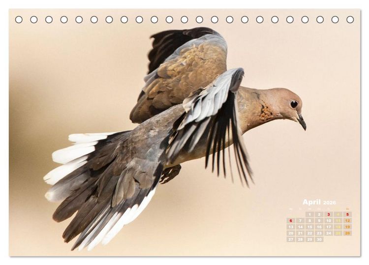 Produktbild: Tauben: vielfarbiges Gefieder und pr&auml;chtige Federkrone (Tischkalender 2026 DIN A5 quer), CALVENDO Monatskalender