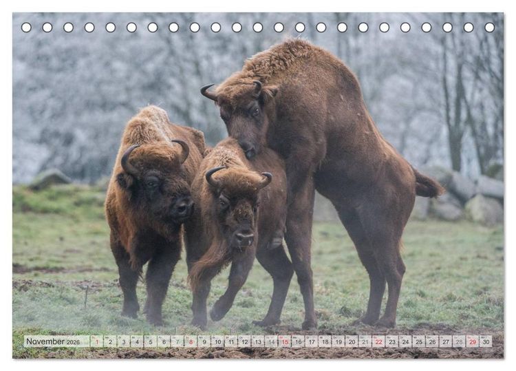 Produktbild: Emotionale Momente: Der Wisent. (Tischkalender 2026 DIN A5 quer), CALVENDO Monatskalender