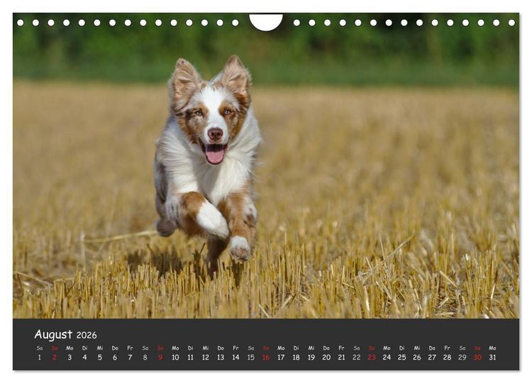 Produktbild: Australian Shepherd - Augenblicke (Wandkalender 2026 DIN A4 quer), CALVENDO Monatskalender