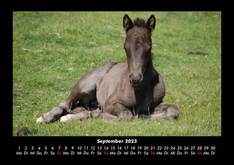 Produktbild: Die Welt der Pferde 2025 Fotokalender DIN A3