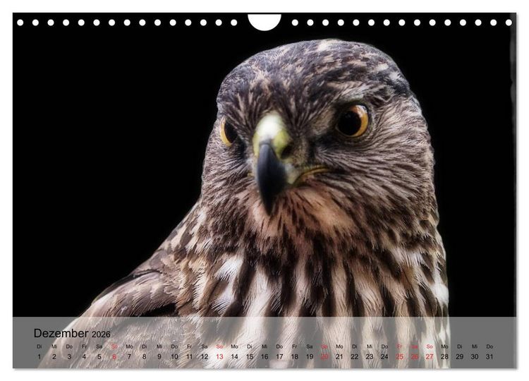 Produktbild: Falken und Greifv&ouml;gel. Edle J&auml;ger (Wandkalender 2026 DIN A4 quer), CALVENDO Monatskalender