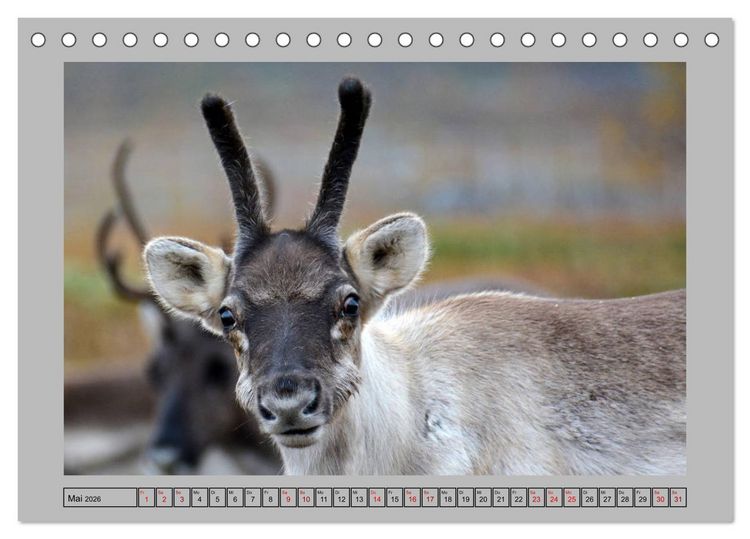 Produktbild: Rentiere im Hohen Norden (Tischkalender 2026 DIN A5 quer), CALVENDO Monatskalender