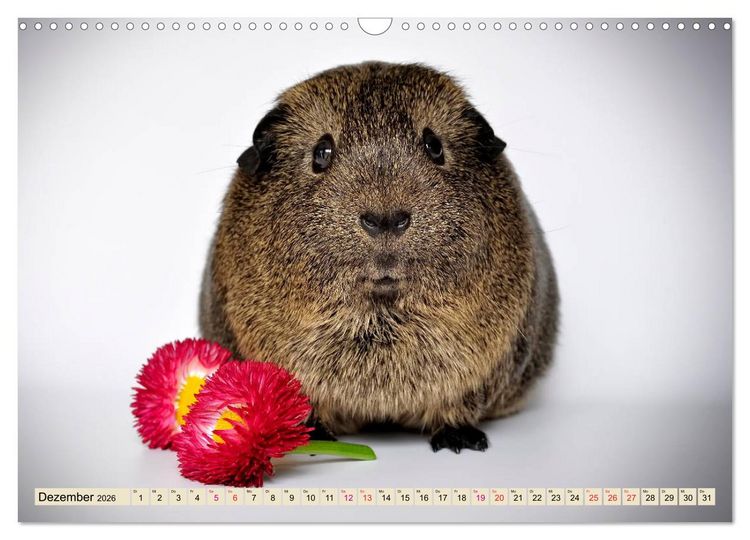 Produktbild: Meerschweinchen - so s&uuml;&szlig; (Wandkalender 2026 DIN A3 quer), CALVENDO Monatskalender