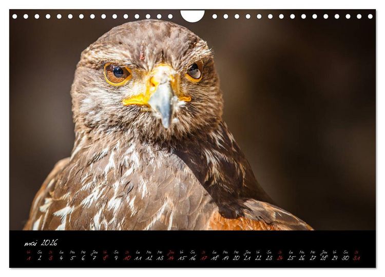 Produktbild: FACES DE RAPACES (Calendrier mural 2026 DIN A4 vertical), CALVENDO calendrier mensuel