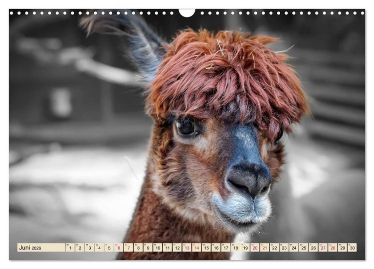 Produktbild: Alpaka Gesichter (Wandkalender 2026 DIN A3 quer), CALVENDO Monatskalender