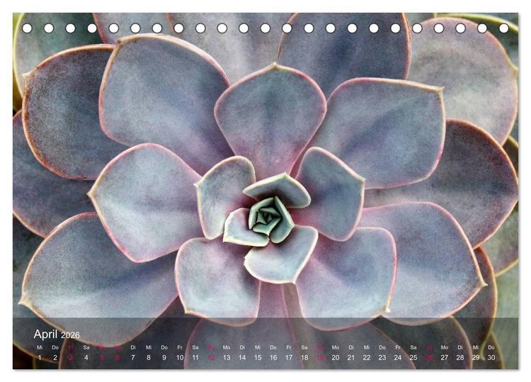 Produktbild: Sukkulenten in Haus und Garten (Tischkalender 2026 DIN A5 quer), CALVENDO Monatskalender