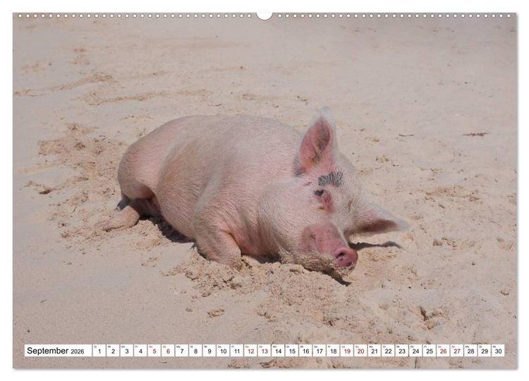 Produktbild: Schweine im Dauerurlaub auf den Bahamas! (hochwertiger Premium Wandkalender 2026 DIN A2 quer), Kunstdruck in Hochglanz