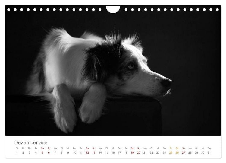 Produktbild: Hundeportraits Fine Art (Wandkalender 2026 DIN A4 quer), CALVENDO Monatskalender