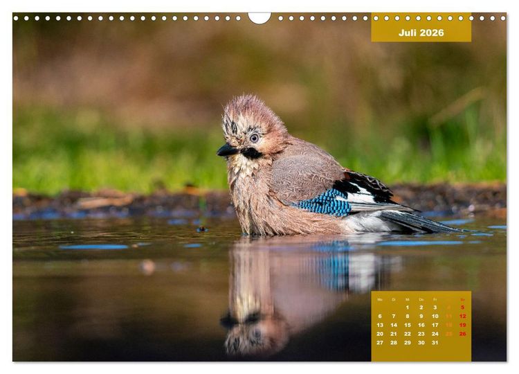 Produktbild: SINGV&Ouml;GEL - Die pr&auml;chtigen S&auml;nger in sch&ouml;nem Ambiente (Wandkalender 2026 DIN A3 quer), CALVENDO Monatskalender