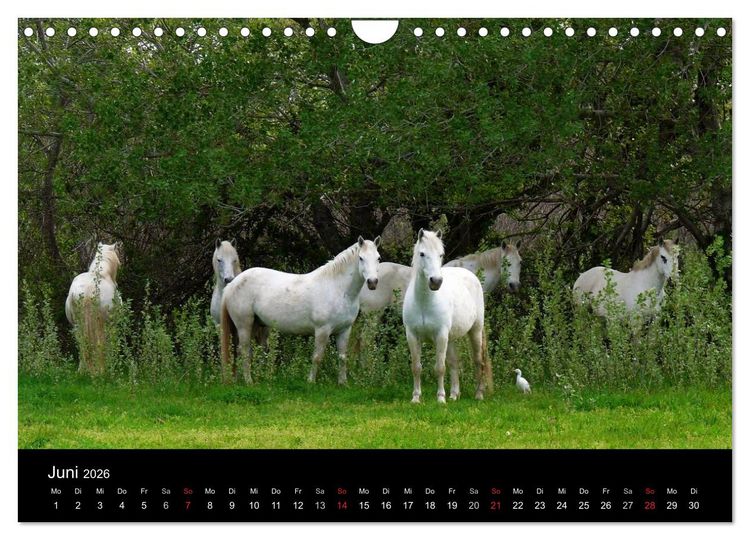Produktbild: Faszination Pferde (Wandkalender 2026 DIN A4 quer), CALVENDO Monatskalender