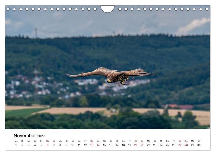 Produktbild: Greifv&ouml;gel in Aktion - Dynamische Flugbilder und Portr&auml;ts (Wandkalender 2027 DIN A4 quer), CALVENDO Monatskalender