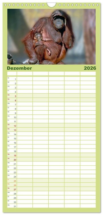 Produktbild: Familienplaner 2026 - Affen - Affenkinder mit 5 Spalten (Wandkalender, 21 x 45 cm) CALVENDO