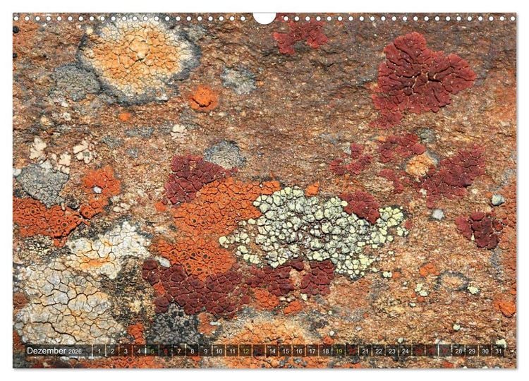 Produktbild: Krustenflechten - Pioniere auf Fels (Wandkalender 2026 DIN A3 quer), CALVENDO Monatskalender