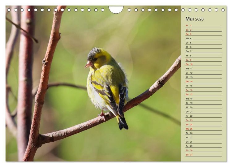 Produktbild: Erlenzeisige (Wandkalender 2026 DIN A4 quer), CALVENDO Monatskalender