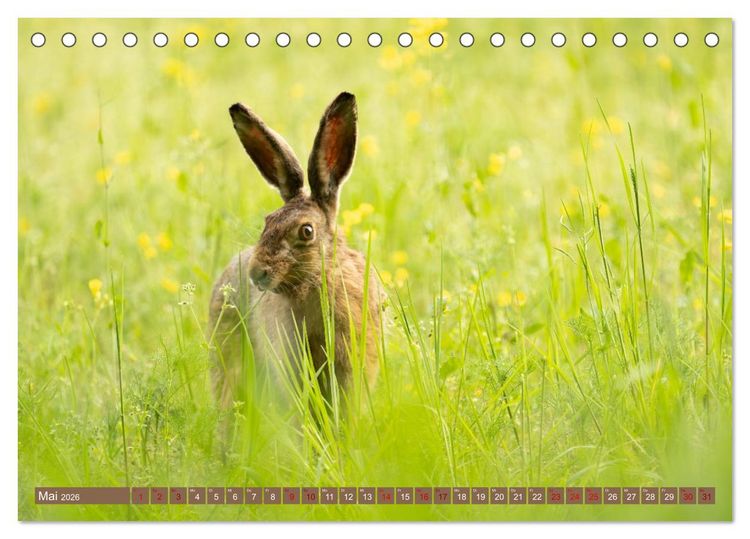 Produktbild: Feldhasen unterwegs in Wald und Flur (Tischkalender 2026 DIN A5 quer), CALVENDO Monatskalender