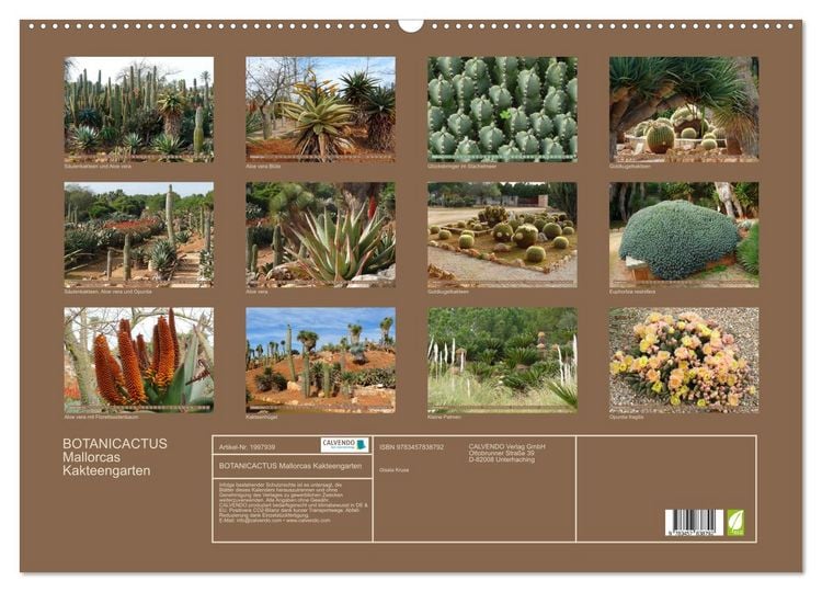 Produktbild: BOTANICACTUS Mallorcas Kakteengarten (Wandkalender 2026 DIN A2 quer), CALVENDO Monatskalender