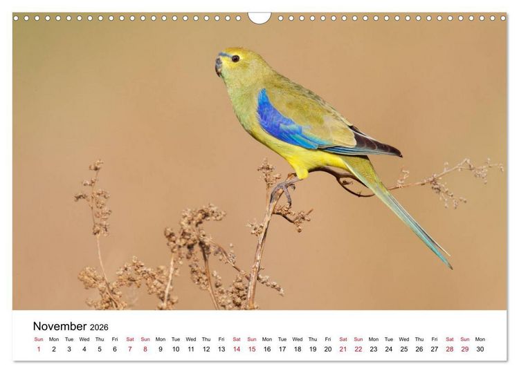 Produktbild: Australian Parrots (Wall Calendar 2026 DIN A3 landscape), CALVENDO 12 Month Wall Calendar
