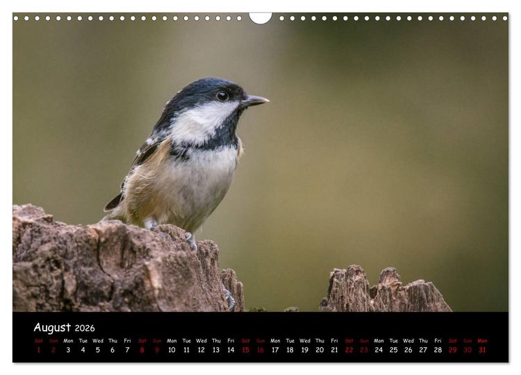 Produktbild: Popular garden birds of the united kingdom (Wall Calendar 2026 DIN A3 landscape), CALVENDO 12 Month Wall Calendar