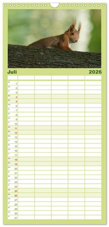 Produktbild: Familienplaner 2026 - Das heimliche Leben der Eichh&ouml;rnchen mit 5 Spalten (Wandkalender, 21 x 45 cm) CALVENDO