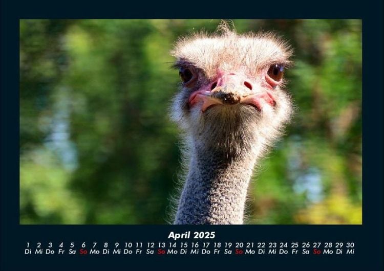 Produktbild: Welt der V&ouml;gel 2025 Fotokalender DIN A4