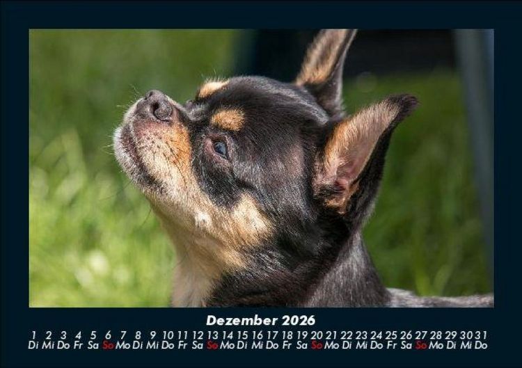 Produktbild: Hunde 2026 Fotokalender DIN A5