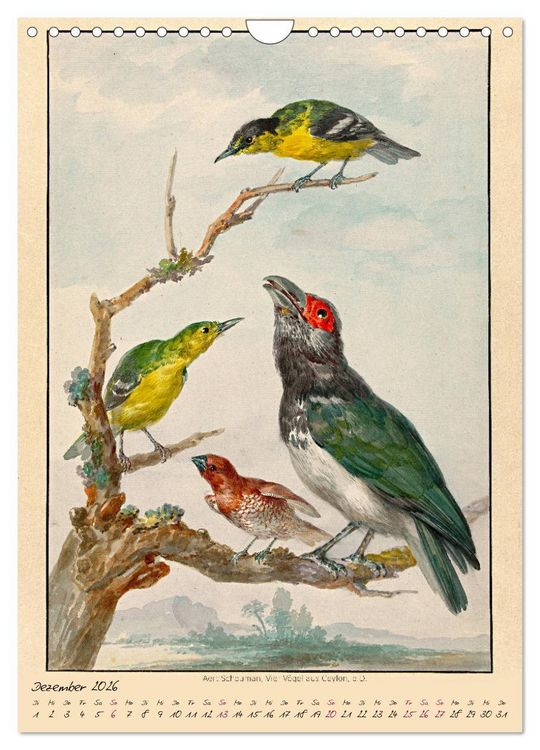 Produktbild: Aert Schouman. V&Ouml;GEL (Wandkalender 2026 DIN A4 hoch), CALVENDO Monatskalender