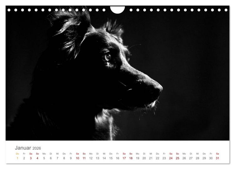 Produktbild: Hundeportraits Fine Art (Wandkalender 2026 DIN A4 quer), CALVENDO Monatskalender