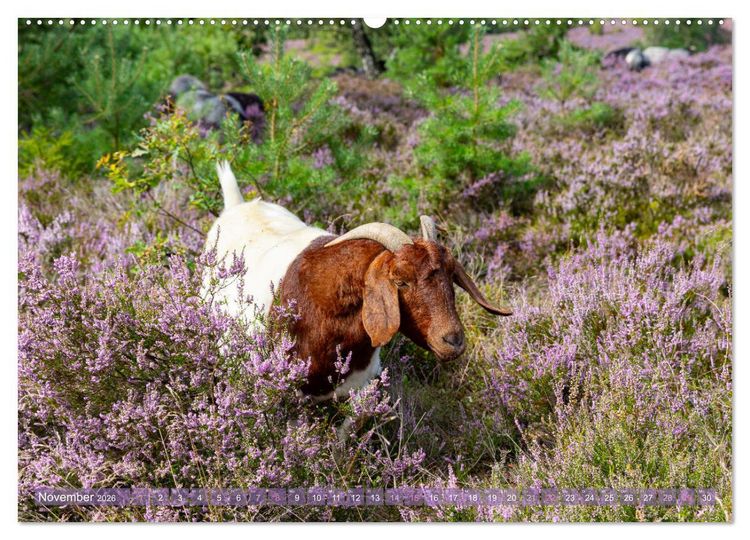 Produktbild: Im Bl&uuml;tenrausch der L&uuml;neburger Heide (Wandkalender 2026 DIN A2 quer), CALVENDO Monatskalender