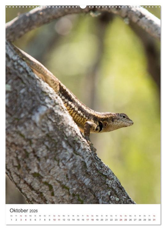 Produktbild: Galapagos - Atemberaubende Tierwelt (Wandkalender 2026 DIN A2 hoch), CALVENDO Monatskalender