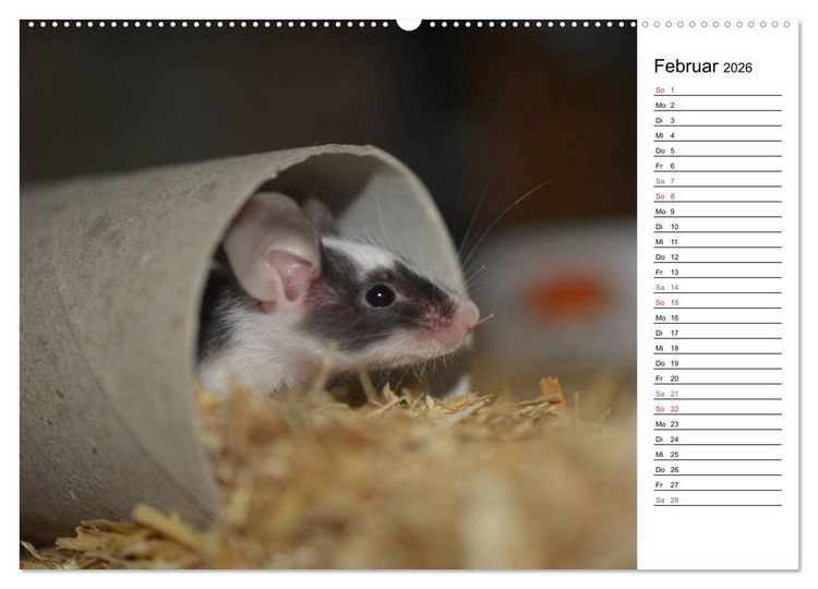 Produktbild: Mausebande (hochwertiger Premium Wandkalender 2026 DIN A2 quer), Kunstdruck in Hochglanz