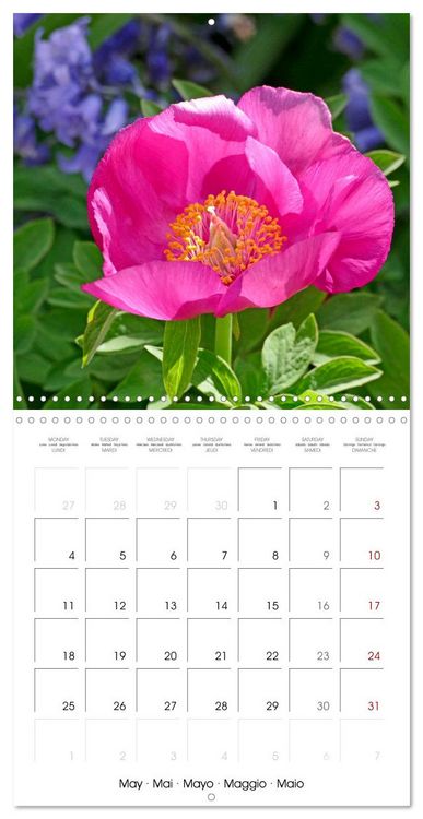 Produktbild: Peonies as painted (Wall Calendar 2026 12 &times; 12 Inch) CALVENDO 12 Month Wall Calendar