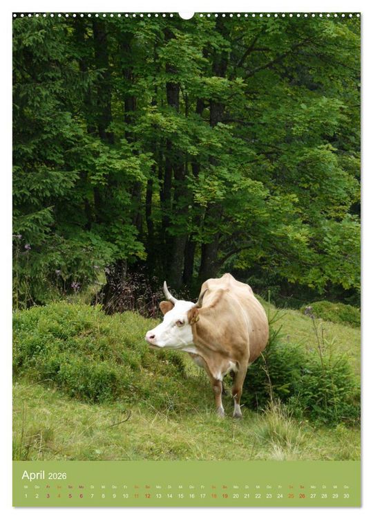 Produktbild: Schwarzwald und K&uuml;he im Hochformat (hochwertiger Premium Wandkalender 2026 DIN A2 hoch), Kunstdruck in Hochglanz