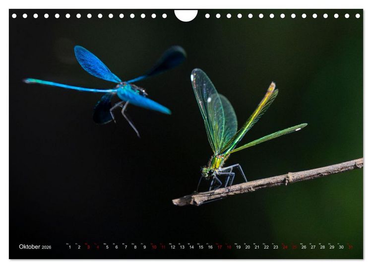 Produktbild: Naturwunder Libellen (Wandkalender 2026 DIN A4 quer), CALVENDO Monatskalender