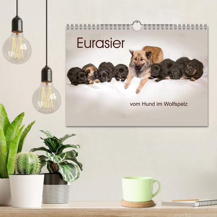 Produktbild: Eurasier, der Hund im Wolfspelz (Wandkalender 2026 DIN A4 quer), CALVENDO Monatskalender