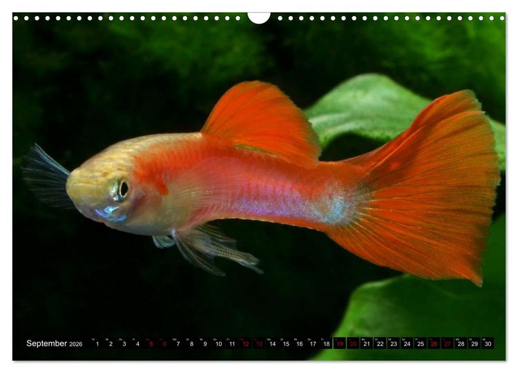 Produktbild: Beliebte Fische der Welt (Wandkalender 2026 DIN A3 quer), CALVENDO Monatskalender