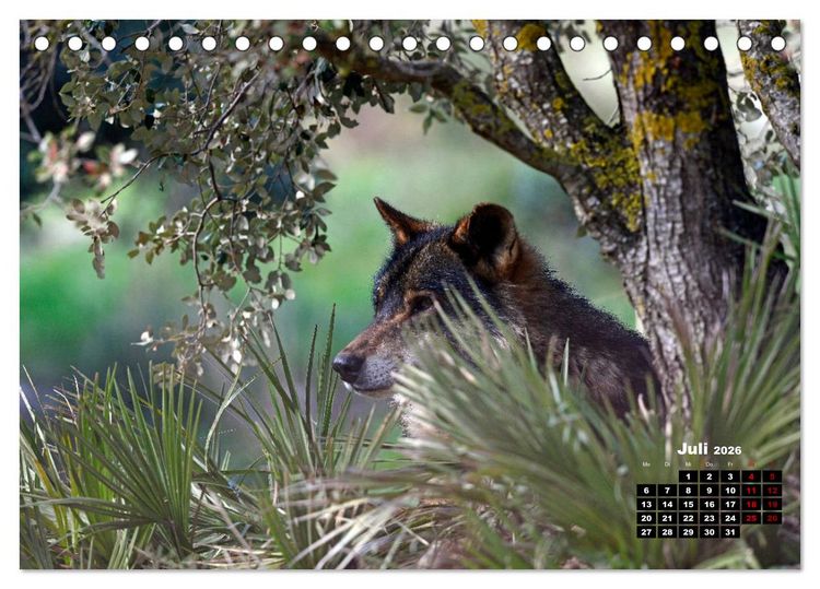 Produktbild: Willkommen Wolf (Tischkalender 2026 DIN A5 quer), CALVENDO Monatskalender