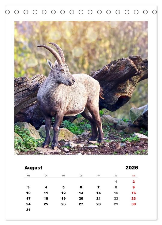 Produktbild: Alpen-Steinb&ouml;cke, imposante Horntr&auml;ger (Tischkalender 2026 DIN A5 hoch), CALVENDO Monatskalender