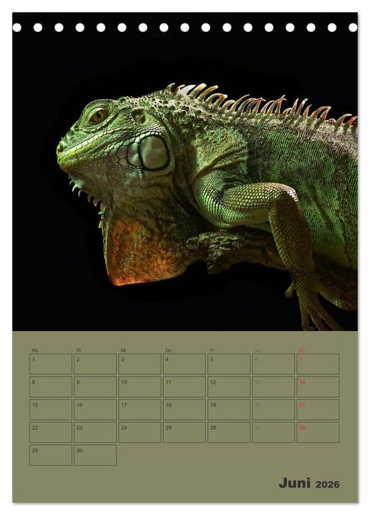 Produktbild: Minidrachen - Die kleinen Nachkommen der Urzeitmonster (Tischkalender 2026 DIN A5 hoch), CALVENDO Monatskalender