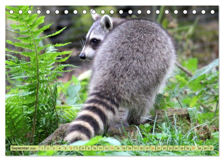 Produktbild: Der Waschb&auml;r - Der Maskentr&auml;ger in unseren W&auml;ldern (Tischkalender 2026 DIN A5 quer), CALVENDO Monatskalender