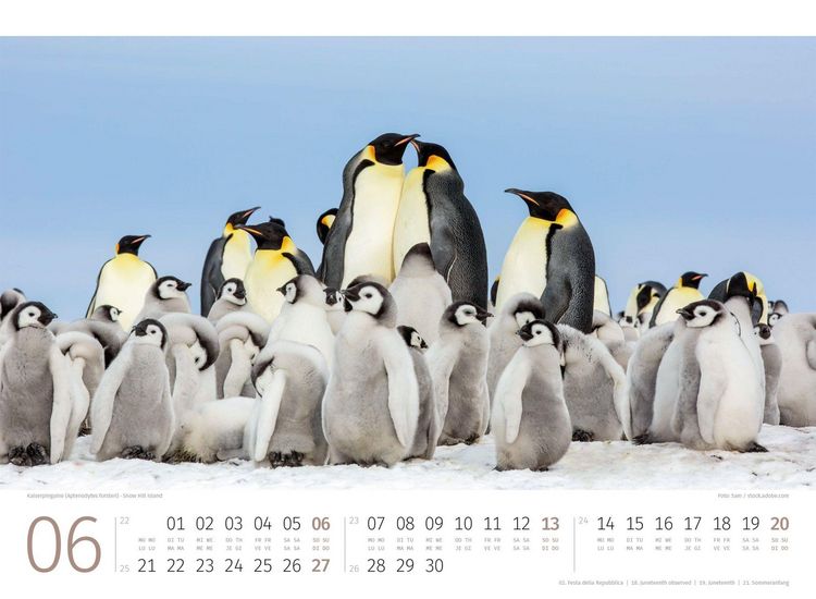 Produktbild: Pinguine Kalender 2027