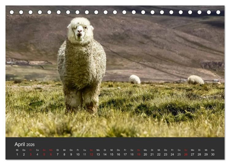 Produktbild: Peru 2026 Im Land des Kondors (Tischkalender 2026 DIN A5 quer), CALVENDO Monatskalender