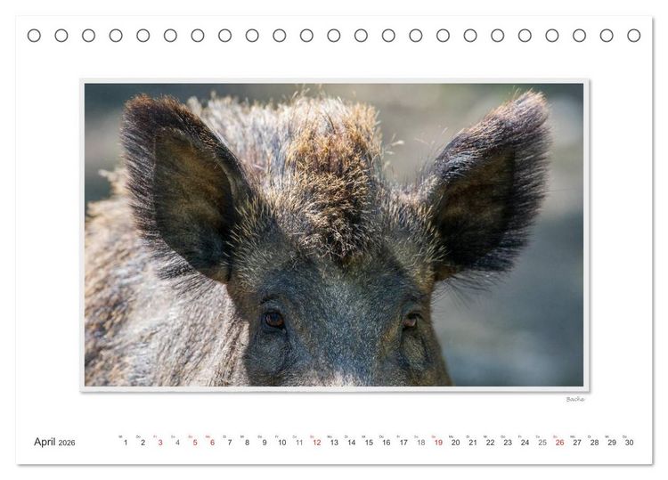 Produktbild: Emotionale Momente: Das Wildschwein. / CH-Version (Tischkalender 2026 DIN A5 quer), CALVENDO Monatskalender