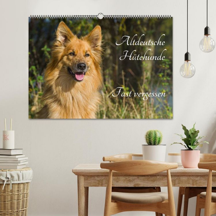Produktbild: Altdeutsche H&uuml;tehunde - Fast vergessen (Wandkalender 2026 DIN A2 quer), CALVENDO Monatskalender
