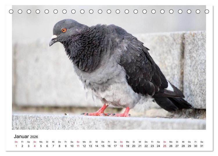 Produktbild: Geliebte Tauben (Tischkalender 2026 DIN A5 quer), CALVENDO Monatskalender