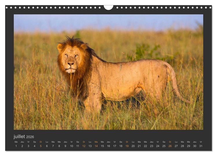 Produktbild: Lions &ndash; Photographies de la faune (Calendrier mural 2026 DIN A3 vertical), CALVENDO calendrier mensuel