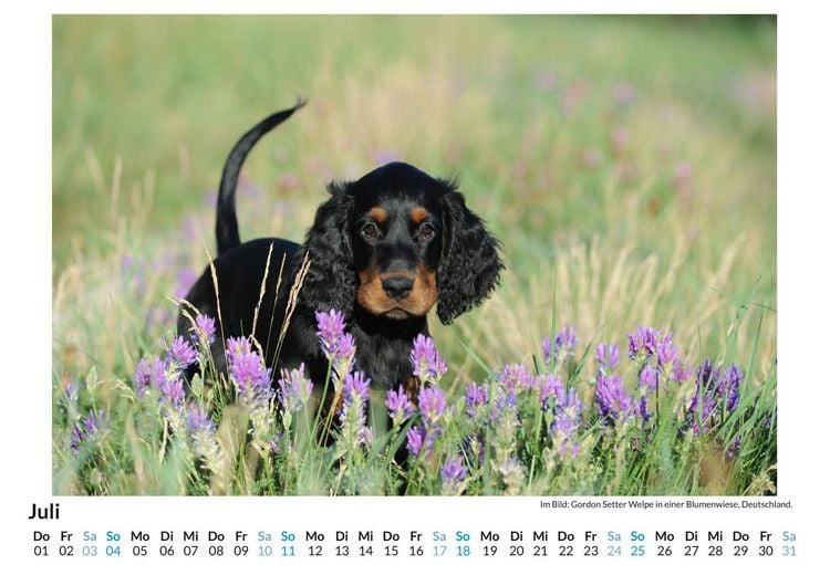 Produktbild: Gordon Setter