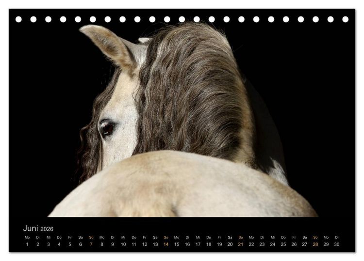 Produktbild: Magische Momente - Pferde Horses Caballos (Tischkalender 2026 DIN A5 quer), CALVENDO Monatskalender