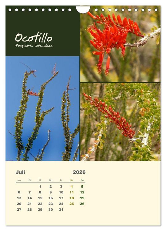 Produktbild: Kakteen der US-S&uuml;dweststaaten (Wandkalender 2026 DIN A4 hoch), CALVENDO Monatskalender