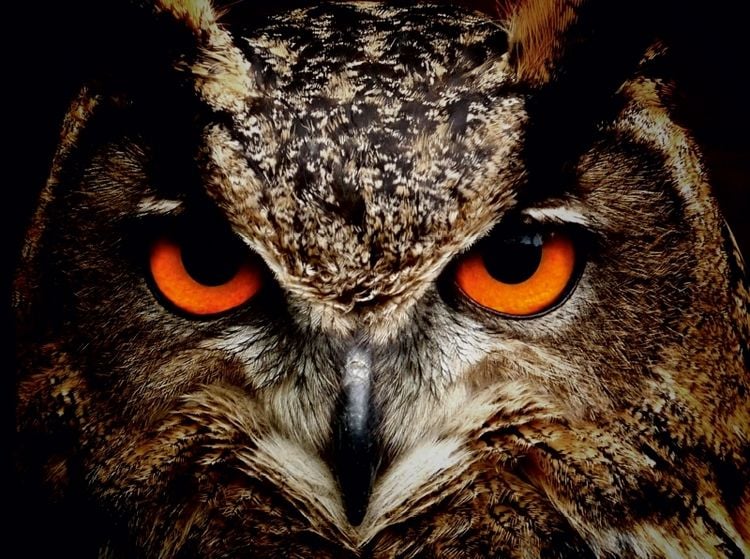 Produktbild: CALVENDO Puzzle Ein Bild aus dem Kalender Eulen - Augen der Nacht | 2000 Teile Lege-Gr&ouml;&szlig;e 90x67cm Foto-Puzzle f&uuml;r gl&uuml;ckliche Stunden
