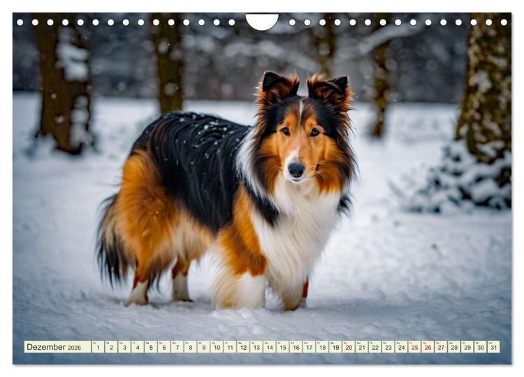 Produktbild: Traumhund Collie (Wandkalender 2026 DIN A4 quer), CALVENDO Monatskalender